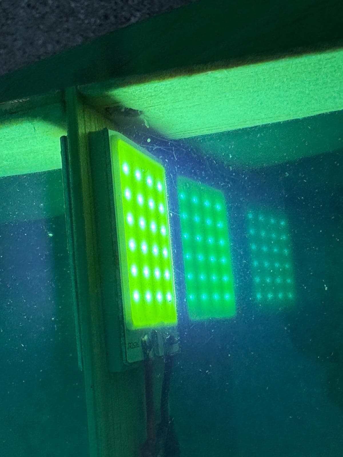 RC Geko mit dem LED-Sicherheitslicht 1005 von ASC-Safetylight